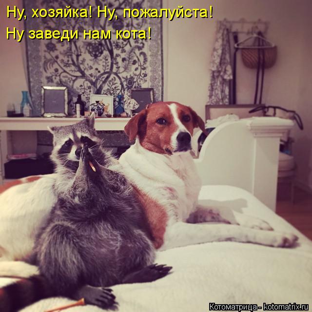 Ну, хозяйка! Ну, пожалуйста! Ну заведи нам кота!... Котоматрица: Ну, хозяйка! Ну, пожалуйста! Ну заведи нам кота!
