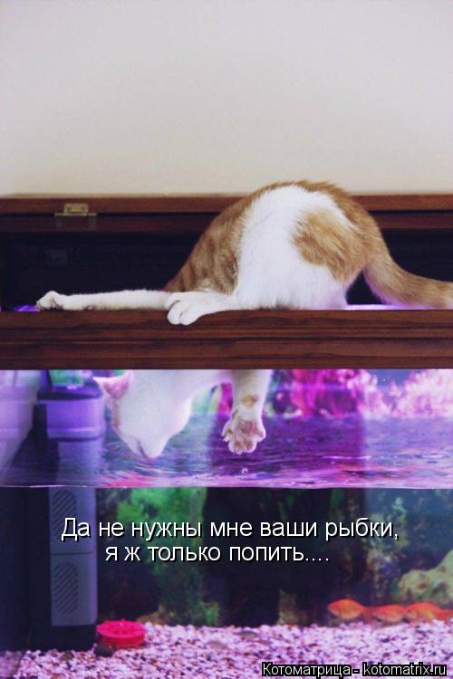 Да не нужны мне ваши рыбки, я ж только попить....... Котоматрица: Да не нужны мне ваши рыбки, я ж только попить....