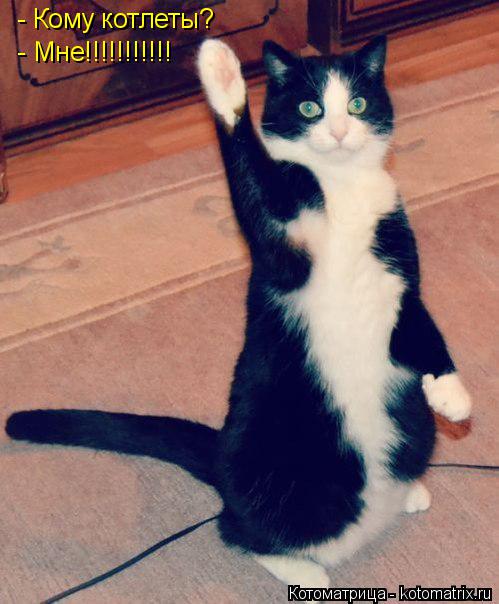 - Кому котлеты? - Мне!!!!!!!!!!!... Котоматрица: - Кому котлеты? - Мне!!!!!!!!!!!