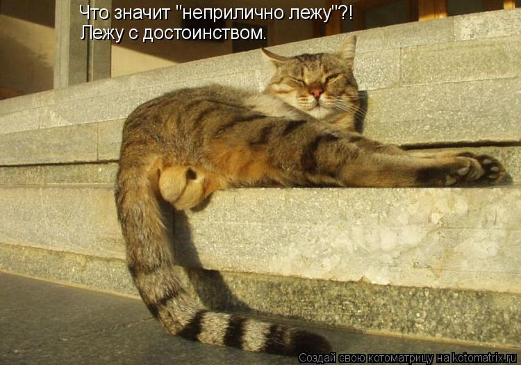 Что значит "неприлично лежу"?! Лежу с достоинством.... Котоматрица: Что значит "неприлично лежу"?! Лежу с достоинством.