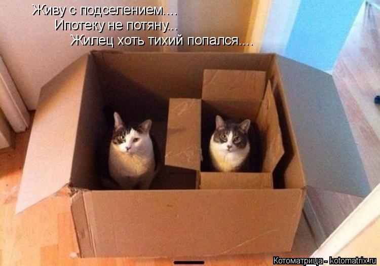 Живу с подселением.... Ипотеку не потяну... Жилец хоть тихий попался....... Котоматрица: Живу с подселением.... Ипотеку не потяну... Жилец хоть тихий попался....