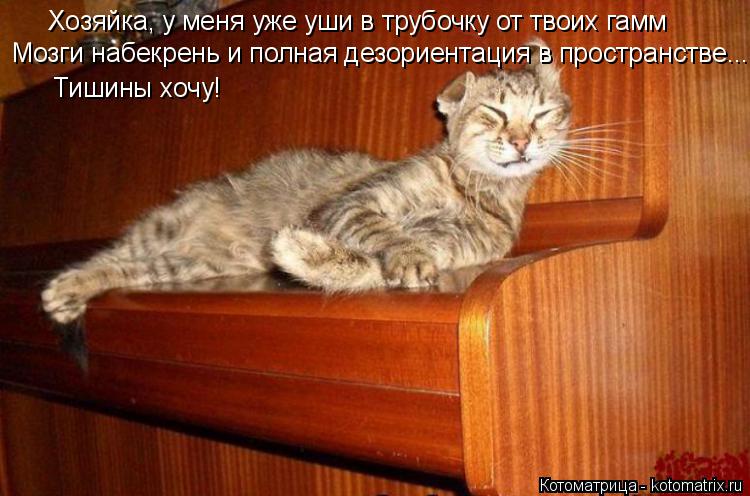 Хозяйка, у меня уже уши в трубочку от твоих гамм Мозги набекрень и полная дезориентация в пространств... Котоматрица: Хозяйка, у меня уже уши в трубочку от твоих гамм Мозги набекрень и полная дезориентация в пространстве... Тишины хочу!