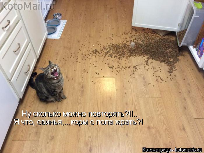 Ну сколько можно повторять?!!... Я что, свинья,...корм с пола жрать?!... Котоматрица: Ну сколько можно повторять?!!... Я что, свинья,...корм с пола жрать?!