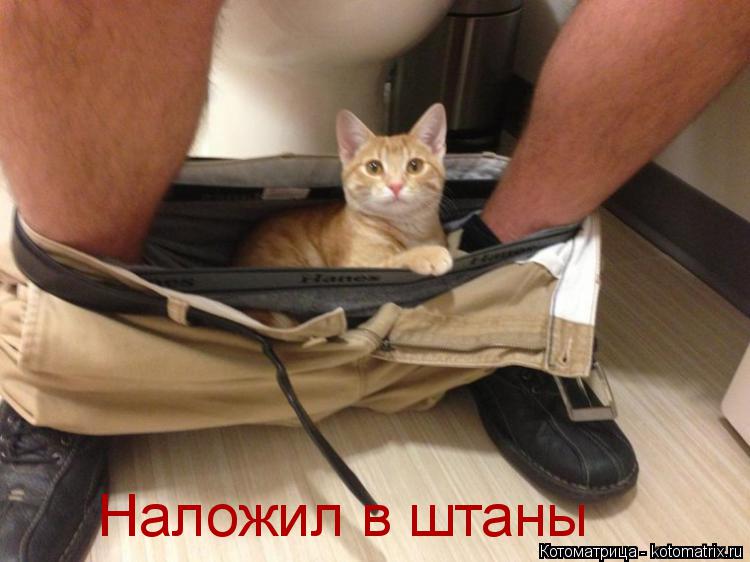 Наложил в штаны... Котоматрица: Наложил в штаны