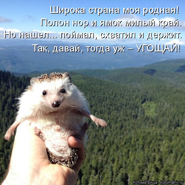 Широка страна моя родная! Полон нор и ямок милый край. Но нашел... поймал, схватил и держит. Так, дав... Котоматрица: Широка страна моя родная! Полон нор и ямок милый край. Но нашел... поймал, схватил и держит. Так, давай, тогда уж – УГОЩАЙ!