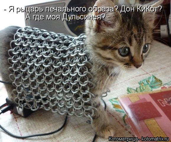 - Я рыцарь печального образа? Дон КиКот? А где моя Дульсинея?... Котоматрица: - Я рыцарь печального образа? Дон КиКот? А где моя Дульсинея?
