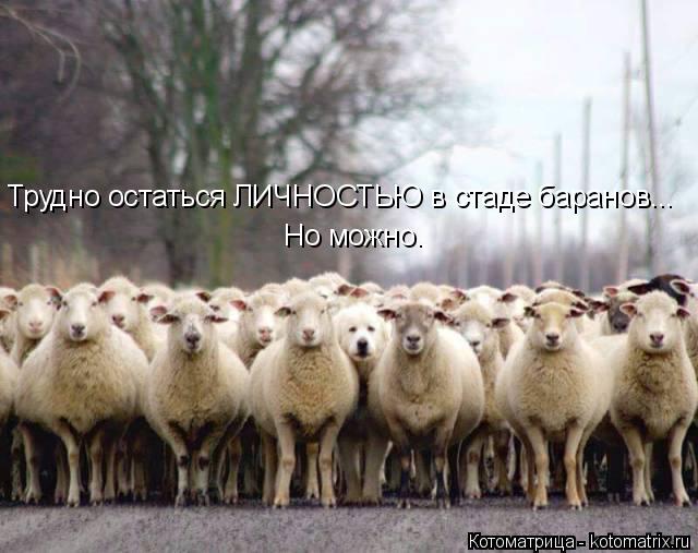 Трудно остаться ЛИЧНОСТЬЮ в стаде баранов... Но можно.... Котоматрица: Трудно остаться ЛИЧНОСТЬЮ в стаде баранов... Но можно.