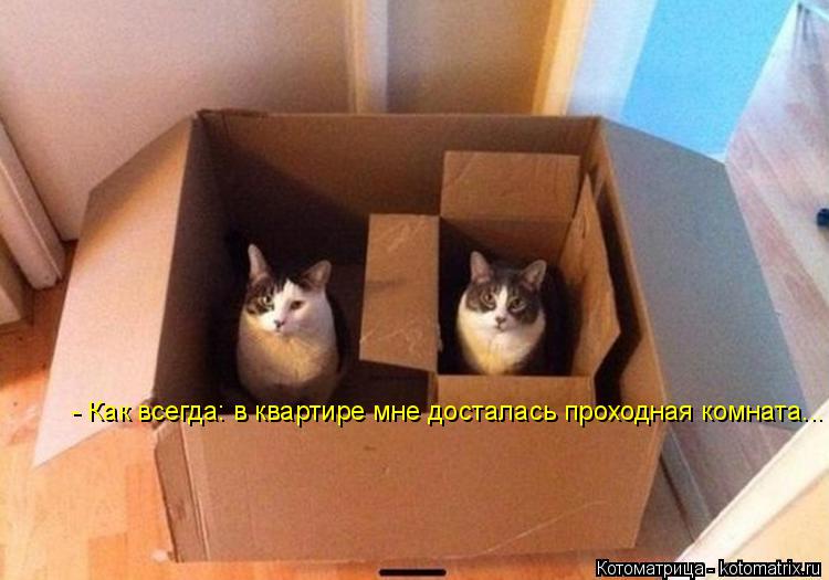- Как всегда: в квартире мне досталась проходная комната...... Котоматрица: - Как всегда: в квартире мне досталась проходная комната...