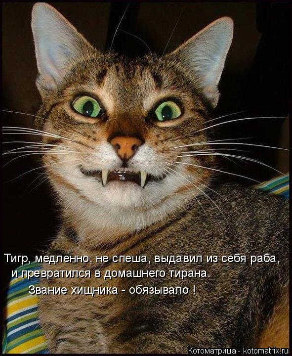 и превратился в домашнего тирана. Тигр, медленно, не спеша, выдавил из себя раба, Звание хищника - об... Котоматрица: и превратился в домашнего тирана. Тигр, медленно, не спеша, выдавил из себя раба, Звание хищника - обязывало !