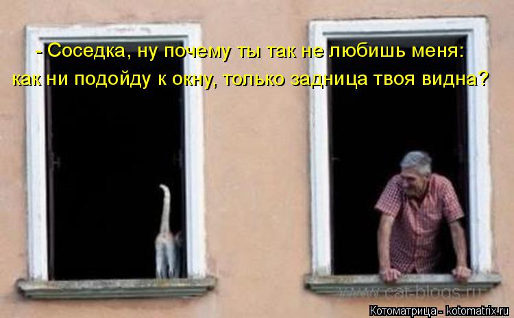 - Соседка, ну почему ты так не любишь меня: как ни подойду к окну, только задница твоя видна?... Котоматрица: - Соседка, ну почему ты так не любишь меня: как ни подойду к окну, только задница твоя видна?