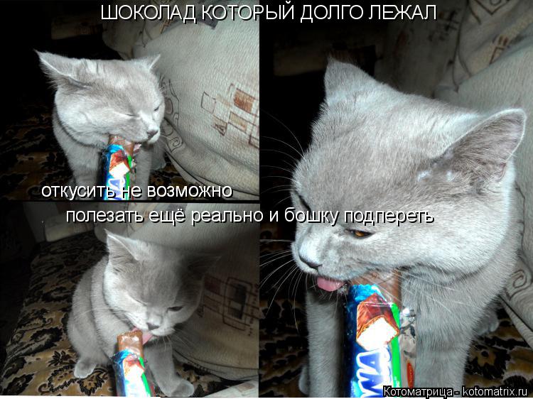 ШОКОЛАД КОТОРЫЙ ДОЛГО ЛЕЖАЛ откусить не возможно . откусить не возможно полезать ещё реально и бошку ... Котоматрица: ШОКОЛАД КОТОРЫЙ ДОЛГО ЛЕЖАЛ откусить не возможно . откусить не возможно полезать ещё реально и бошку подпереть
