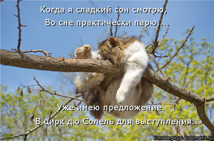Когда я сладкий сон смотрю, Во сне практически парю... Уже имею предложение В цирк дю Солель для выст... Котоматрица: Когда я сладкий сон смотрю, Во сне практически парю... Уже имею предложение В цирк дю Солель для выступления...
