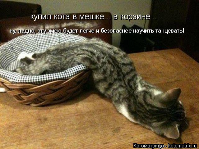 купил кота в мешке... в корзине... ну, ладно, эту змею будет легче и безопаснее научить танцевать!... Котоматрица: купил кота в мешке... в корзине... ну, ладно, эту змею будет легче и безопаснее научить танцевать!