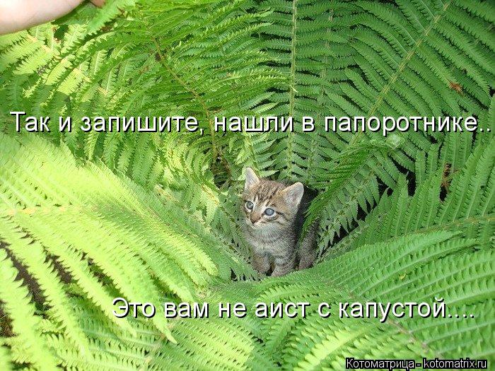 Так и запишите, нашли в папоротнике... Это вам не аист с капустой....... Котоматрица: Так и запишите, нашли в папоротнике... Это вам не аист с капустой....
