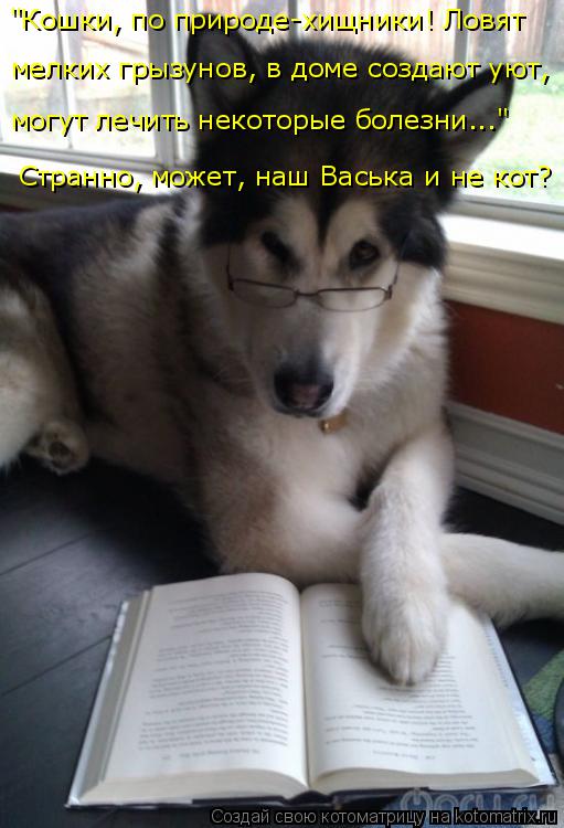 мелких грызунов, в доме создают уют, могут лечить некоторые болезни..." "Кошки, по природе-хищники! ... Котоматрица: мелких грызунов, в доме создают уют, могут лечить некоторые болезни..." "Кошки, по природе-хищники! Ловят Странно, может, наш Васька и не кот?