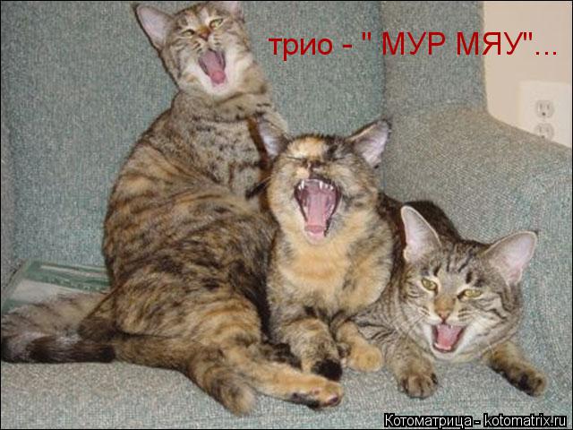 трио - " МУР МЯУ"...... Котоматрица: трио - " МУР МЯУ"...