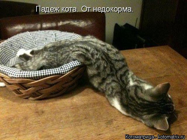 Падеж кота. От недокорма.... Котоматрица: Падеж кота. От недокорма.