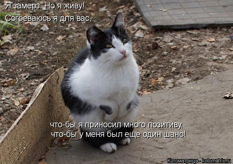 Я замерз. Но я живу! Согреваюсь я для вас, что-бы я приносил много позитиву, что-бы у меня был еще о... Котоматрица: Я замерз. Но я живу! Согреваюсь я для вас, что-бы я приносил много позитиву, что-бы у меня был еще один шанс!
