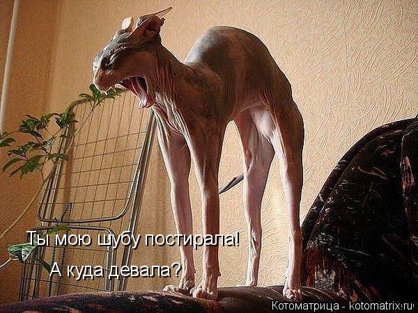 Ты мою шубу постирала! А куда девала?... Котоматрица: Ты мою шубу постирала! А куда девала?