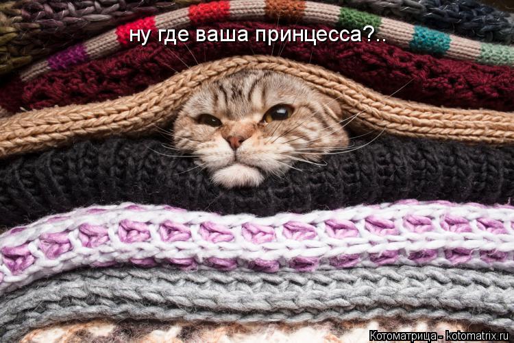 ну где ваша принцесса?..... Котоматрица: ну где ваша принцесса?..
