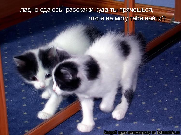ладно,сдаюсь! расскажи куда ты прячешься, что я не могу тебя найти?... Котоматрица: ладно,сдаюсь! расскажи куда ты прячешься, что я не могу тебя найти?