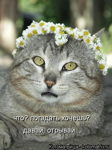 что? погадать хочешь? давай, отрывай...... Котоматрица: что? погадать хочешь? давай, отрывай...