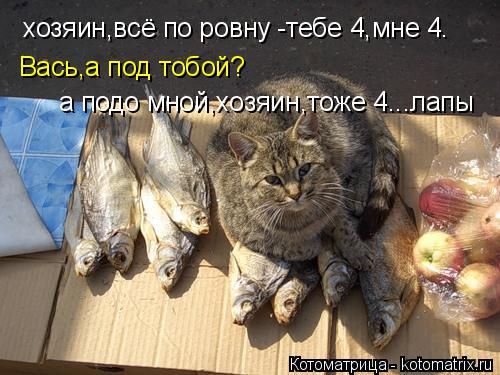 хозяин,всё по ровну -тебе 4,мне 4. Вась,а под тобой? а подо мной,хозяин,тоже 4...лапы... Котоматрица: хозяин,всё по ровну -тебе 4,мне 4. Вась,а под тобой? а подо мной,хозяин,тоже 4...лапы