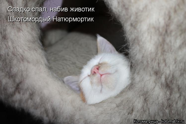 Сладко спал, набив животик Шкотомордый Натюрмортик... Котоматрица: Сладко спал, набив животик Шкотомордый Натюрмортик