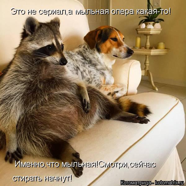 Это не сериал,а мыльная опера какая-то! Именно,что мыльная!Смотри,сейчас стирать начнут!... Котоматрица: Это не сериал,а мыльная опера какая-то! Именно,что мыльная!Смотри,сейчас стирать начнут!
