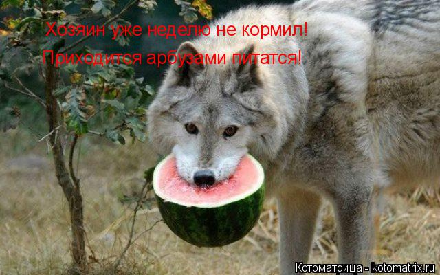 Приходится арбузами питатся! Хозяин уже неделю не кормил!... Котоматрица: Приходится арбузами питатся! Хозяин уже неделю не кормил!