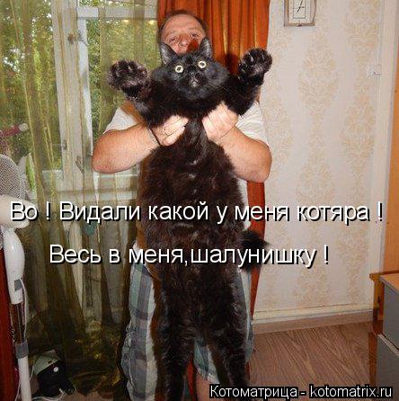 Во ! Видали какой у меня котяра ! Весь в меня,шалунишку !... Котоматрица: Во ! Видали какой у меня котяра ! Весь в меня,шалунишку !