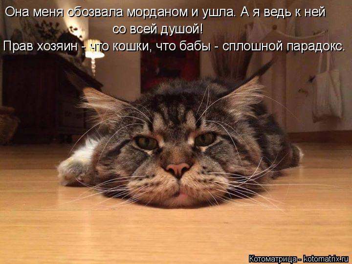 Она меня обозвала морданом и ушла. А я ведь к ней со всей душой! Прав хозяин - что кошки, что бабы -... Котоматрица: Она меня обозвала морданом и ушла. А я ведь к ней со всей душой! Прав хозяин - что кошки, что бабы - сплошной парадокс.