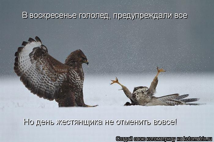 В воскресенье гололед, предупреждали все Но день жестянщика не отменить вовсе!... Котоматрица: В воскресенье гололед, предупреждали все Но день жестянщика не отменить вовсе!