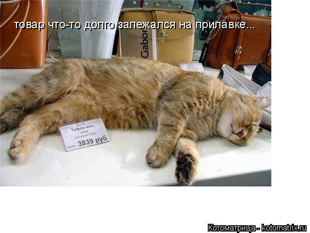 товар что-то долго залежался на прилавке...... Котоматрица: товар что-то долго залежался на прилавке...