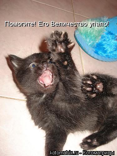 Помогите! Его Величество упало!... Котоматрица: Помогите! Его Величество упало!