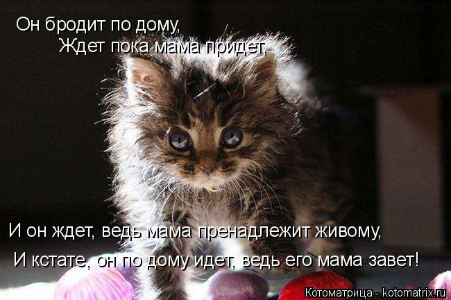 Он бродит по дому, Ждет пока мама придет, И он ждет, ведь мама пренадлежит живому, И кстате, он по до... Котоматрица: Он бродит по дому, Ждет пока мама придет, И он ждет, ведь мама пренадлежит живому, И кстате, он по дому идет, ведь его мама завет!