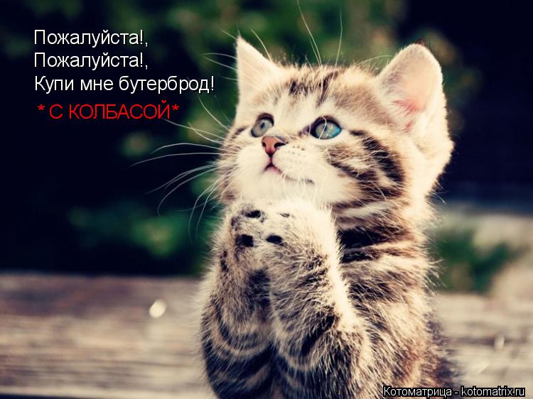 Пожалуйста!, Пожалуйста!, Купи мне бутерброд! * С КОЛБАСОЙ*... Котоматрица: Пожалуйста!, Пожалуйста!, Купи мне бутерброд! * С КОЛБАСОЙ*