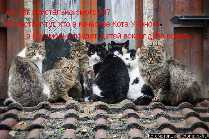 Что так пристально смотрим? Ну кастинг тут, кто в качестве Кота Ученого в Лукоморье поедет, детей во... Котоматрица: Что так пристально смотрим? Ну кастинг тут, кто в качестве Кота Ученого в Лукоморье поедет, детей вокруг дуба водить...