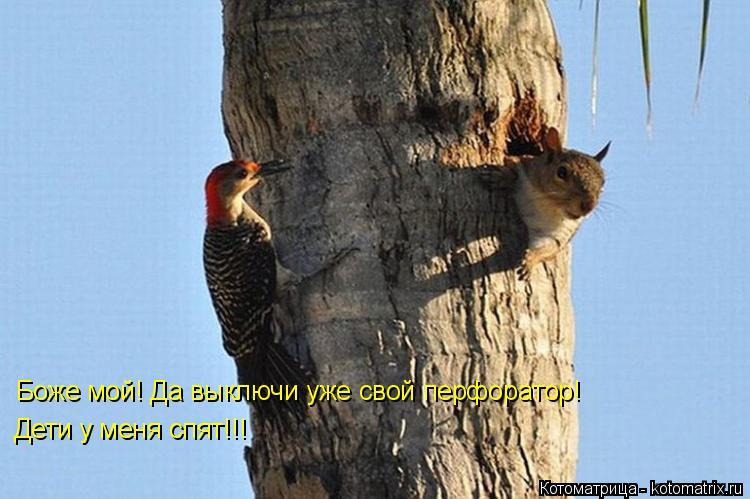 Боже мой! Да выключи уже свой перфоратор! Дети у меня спят!!!... Котоматрица: Боже мой! Да выключи уже свой перфоратор! Дети у меня спят!!!