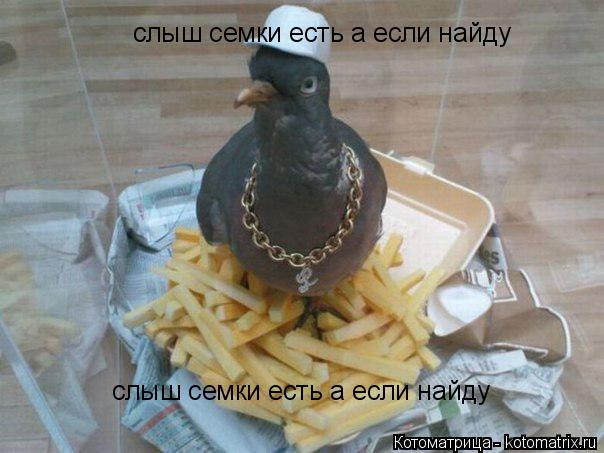 слыш семки есть а если найду слыш семки есть а если найду... Котоматрица: слыш семки есть а если найду слыш семки есть а если найду