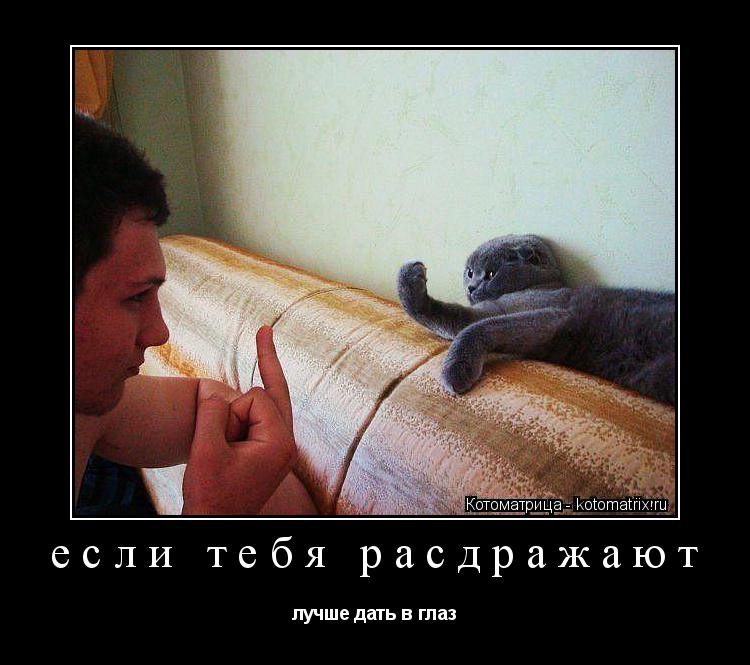 если тебя расдражают лучше дать в глаз... Котоматрица: если тебя расдражают лучше дать в глаз