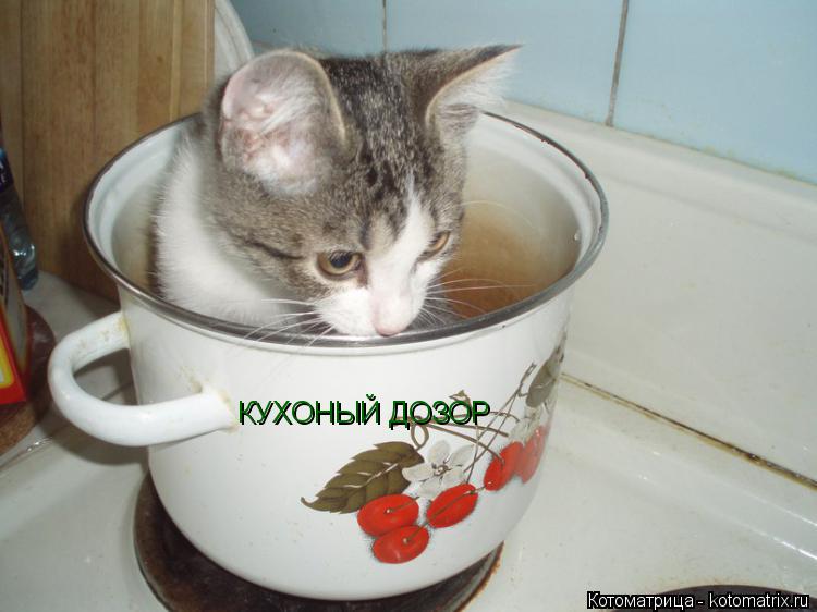 КУХОНЫЙ ДОЗОР... Котоматрица: КУХОНЫЙ ДОЗОР
