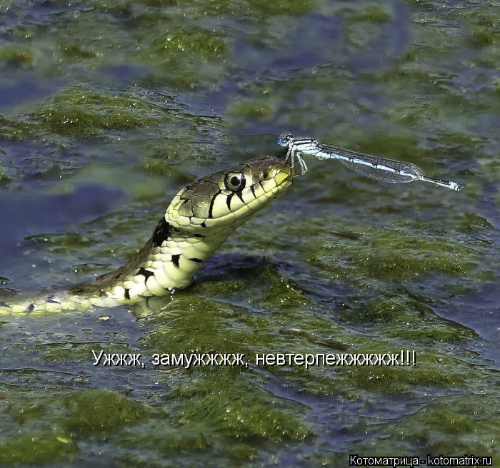 Ужжж, замужжжж, невтерпежжжжж!!!... Котоматрица: Ужжж, замужжжж, невтерпежжжжж!!!