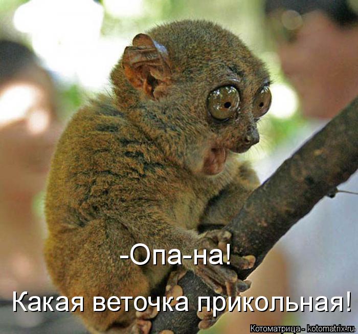 -Опа-на! Какая веточка прикольная!... Котоматрица: -Опа-на! Какая веточка прикольная!
