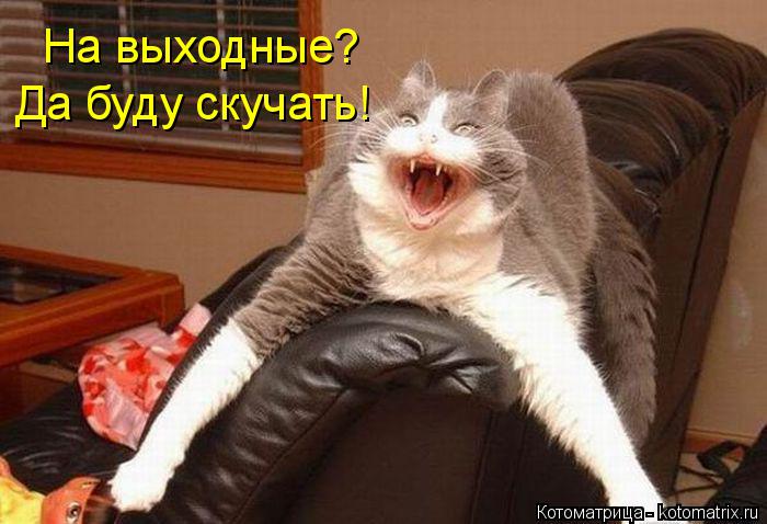 На выходные? Да буду скучать!... Котоматрица: На выходные? Да буду скучать!