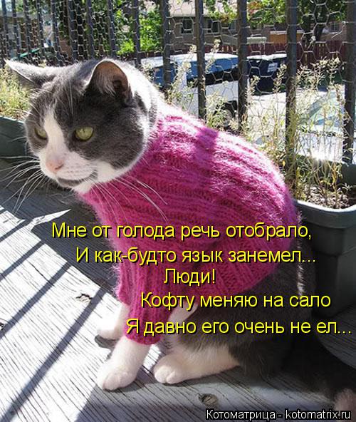 Мне от голода речь отобрало, И как-будто язык занемел... Люди! Кофту меняю на сало Я давно его очень... Котоматрица: Мне от голода речь отобрало, И как-будто язык занемел... Люди! Кофту меняю на сало Я давно его очень не ел...