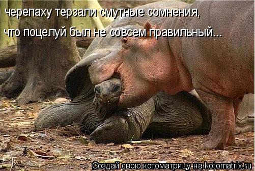 черепаху терзали смутные сомнения, что поцелуй был не совсем правильный...... Котоматрица: черепаху терзали смутные сомнения, что поцелуй был не совсем правильный...