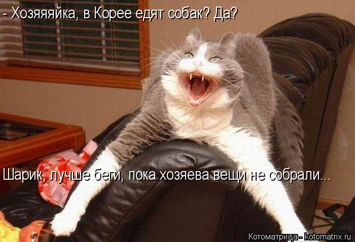 - Хозяяяйка, в Корее едят собак? Да? Шарик, лучше беги, пока хозяева вещи не собрали...... Котоматрица: - Хозяяяйка, в Корее едят собак? Да? Шарик, лучше беги, пока хозяева вещи не собрали...