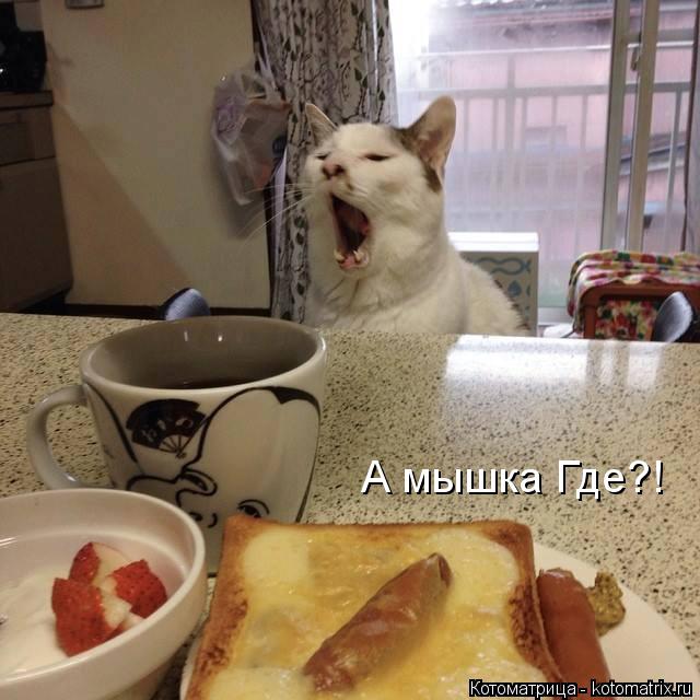А мышка Где?!... Котоматрица: А мышка Где?!