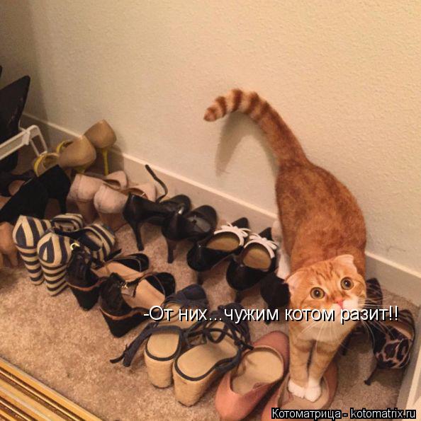 -От них...чужим котом разит!!... Котоматрица: -От них...чужим котом разит!!
